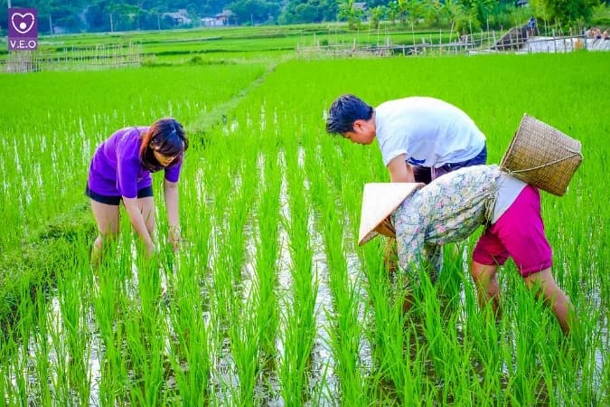 Tham gia hoạt động tình nguyện bền vững