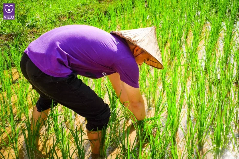 Hỗ trợ người dân công việc đồng áng
