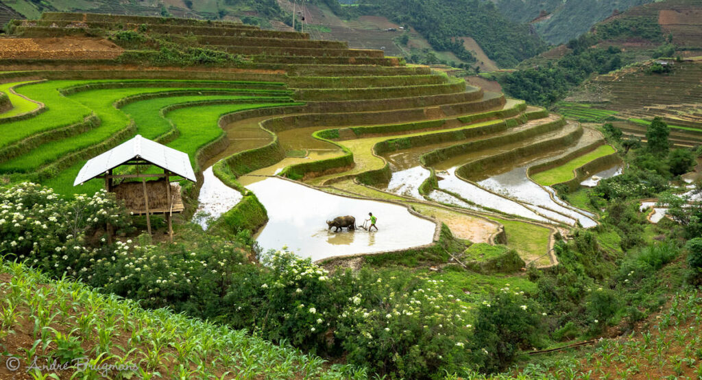 La Pán Tẩn trong mùa nước đổ là địa điểm được rất nhiều lựa chọn để du lịch và khám phá