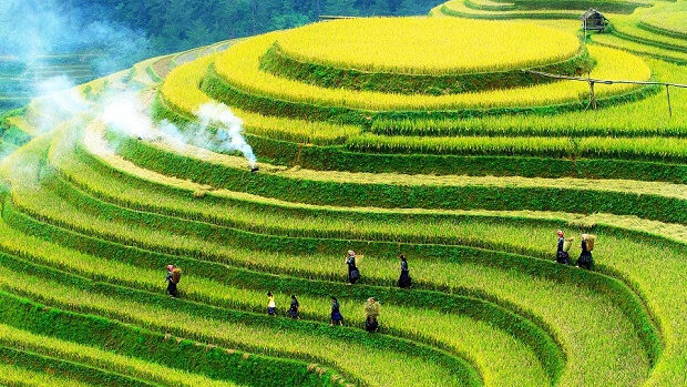 mù cang chải