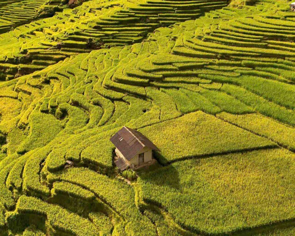 Vào mùa lúa chín, các thửa ruộng bậc thang khoác lên mình màu vàng óng ả, càng rực rỡ hơn dưới ánh mặt trời