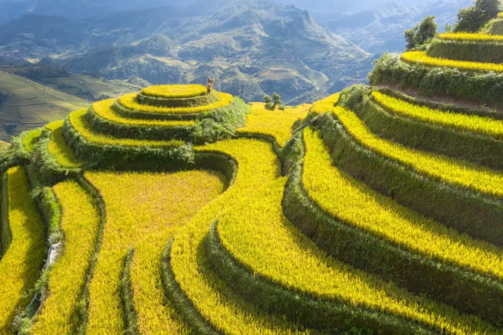 Vào mùa lúa chín (thường rơi vào tháng 9 và tháng 10), cả quả đồi như được dát một lớp vàng óng ả